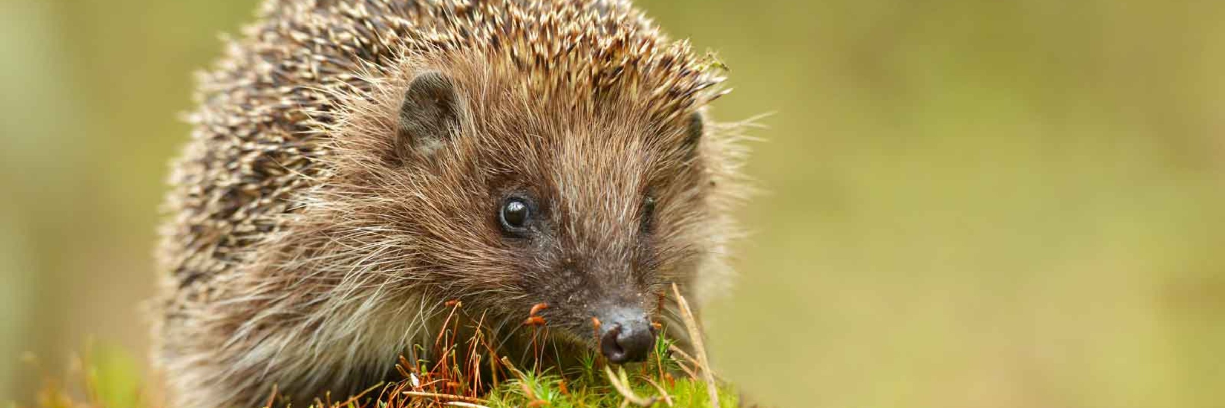 Igel Im Garten Dehner